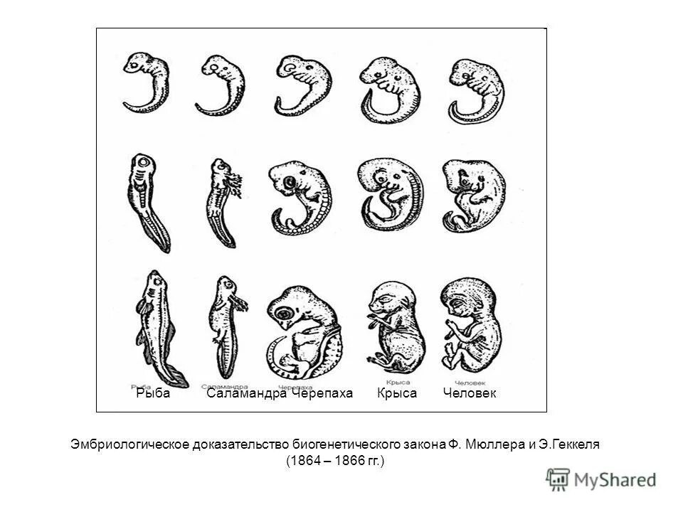 Онтогенез картинка. Закон Геккеля и Мюллера биогенетический закон. Основной биогенетический закон Геккеля-Мюллера. Биогенетический закон э. Геккеля и ф. Мюллера. Ф Мюллер биогенетический закон.