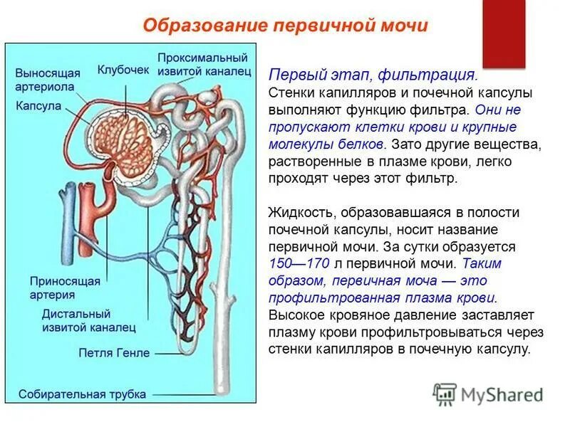 Первичная моча содержит белки