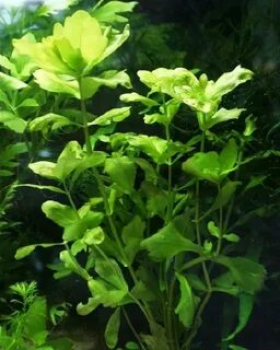 Ask plants