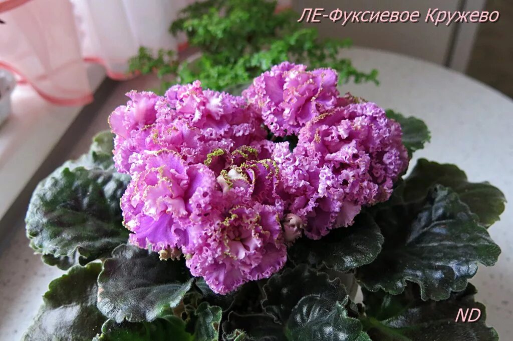 фиалка фуксиевое кружево. фиалка кружево. фиалка кружево. фиалка вологодское кружево макуни. фиалка сорта вологодское кружево.