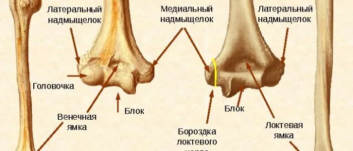 Локтевой мыщелок. Медиальный надмыщелок плечевой кости. Плечевая кость мыщелок плечевой кости. Латеральный мыщелок плечевой кости. Надмыщелки плечевой кости анатомия.