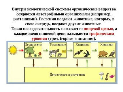 Основной компонент экосистемы создающий органические вещества