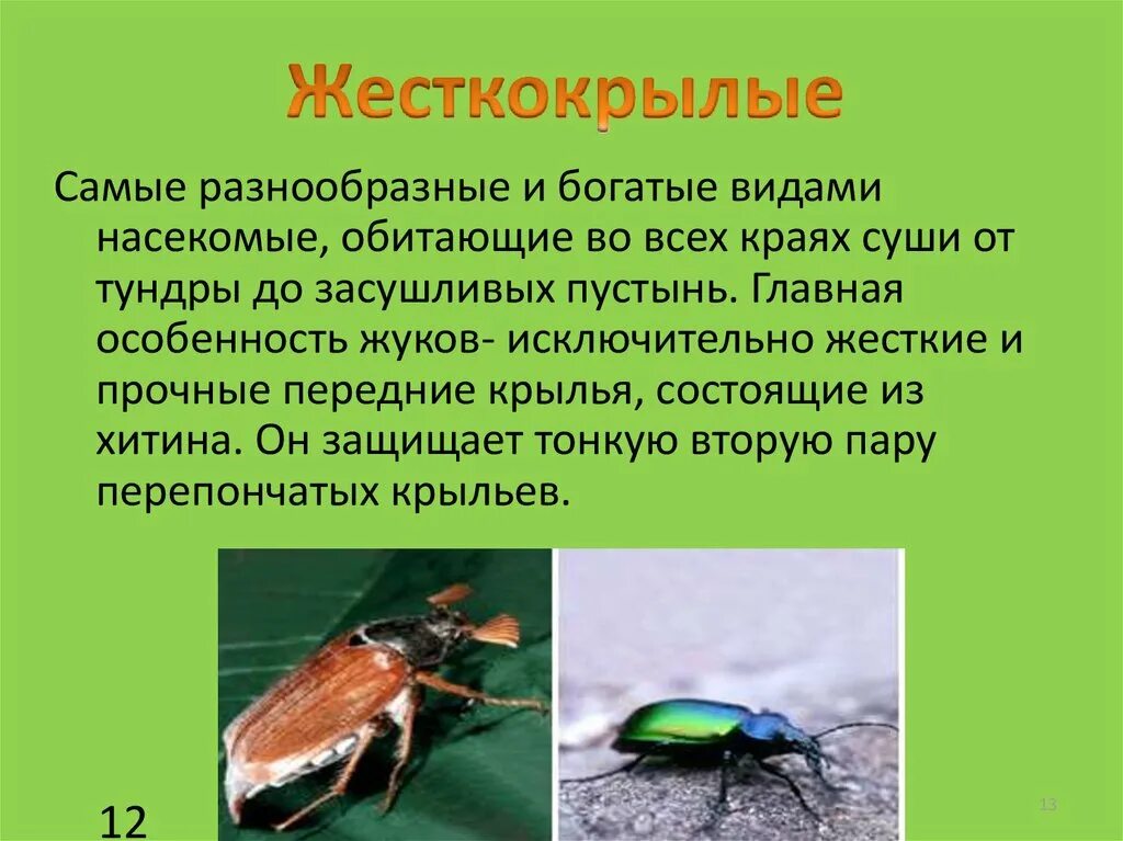 Адаптация насекомых к сезонным изменениям. Приспособления насекомых. Приспособления насекомых к среде обитания. Виды приспособлений насекомых. В каких средах обитают насекомые.