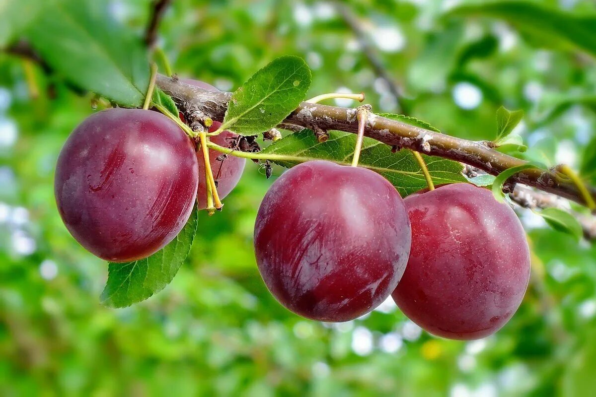 Шарафуга (гибрид) голд. Слива уральские зори. Анджелина алыча. Слива prunus domestica. Слива кабардинская ранняя.
