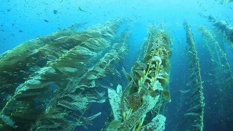 На больших глубинах обитают какие водоросли