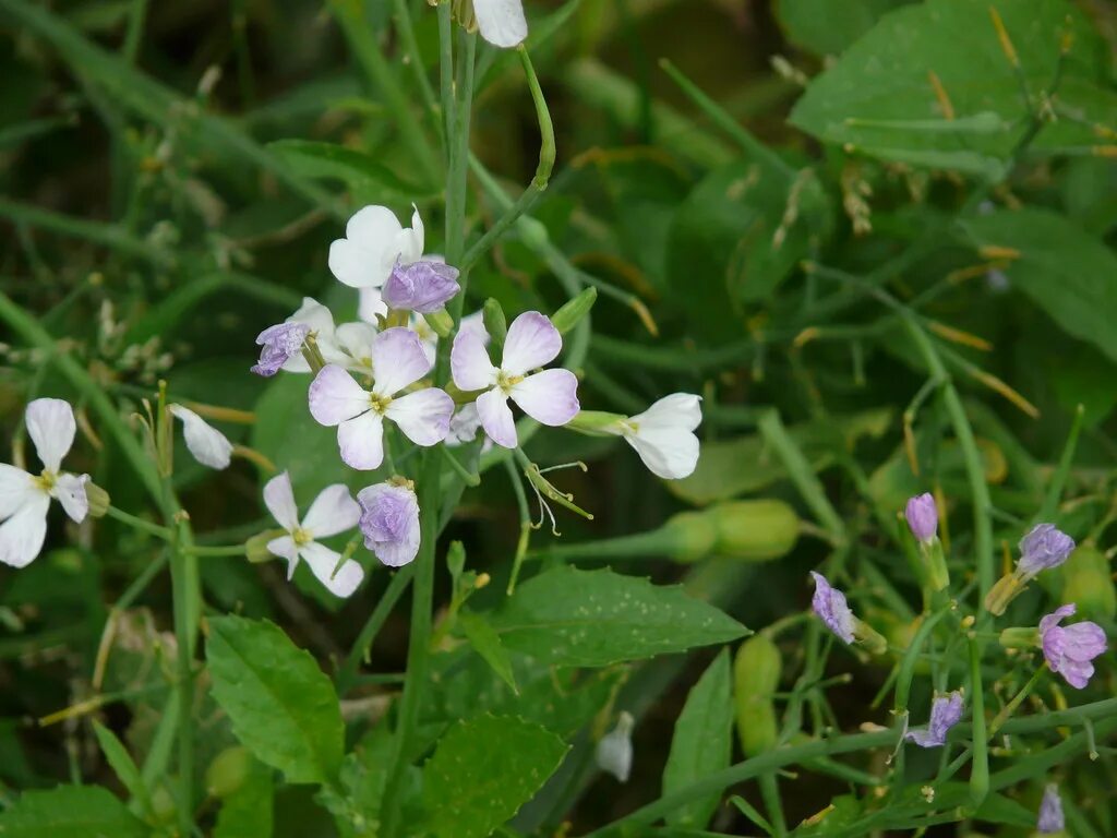 Raphanus raphanistrum - Image of an specimen - Plantarium
