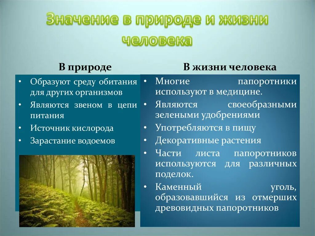 Каково значение вымерших плаунов и хвощей. Значение высших споровых растений в природе и жизни человека. Роль высших растений в природе. Значение споровых растений в природе. Значение высших споровых растений.