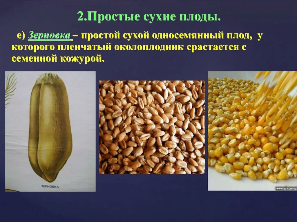 Пленчатый околоплодник. Зерновка односемянный плод. Сухие односемянные Зерновка. Плод Зерновка у злаковых. Околоплодник зерновки.