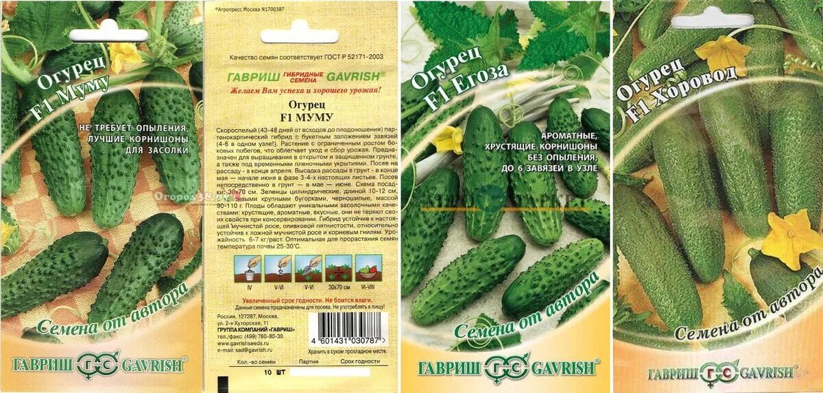 Огурец холодостойкий сорт. Сорта кустовых огурцов самоопыляемые. огурцы кустовые для открытого грунта самоопыляемые. холодостойкие огурцы для открытого грунта. самые холодостойкие огурцы для открытого грунта.