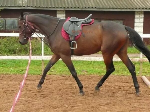 Groundwork with Your Dressage Horse Horses, Dressage horses, Horse training