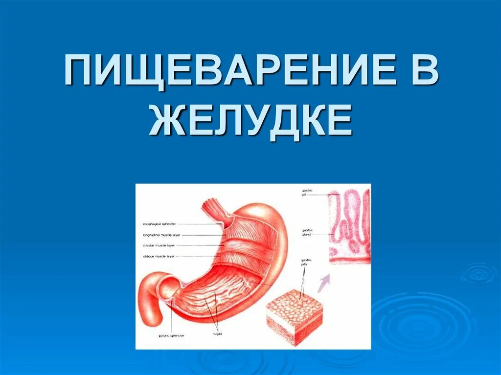 Пищеварение в желудке физиология. Пищеварение в желудке кратко. Физиология желудочного пищеварения.