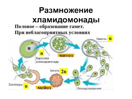 Бесполое размножение хламидомонады 7 класс биология
