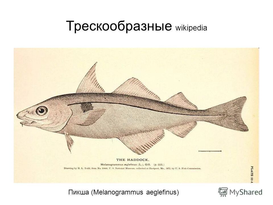 Отряд Трескообразные представители. Отряд тресковые рыбы представители. Пикша Трескообразные. Семейство тресковых рыба треска. 3 примера костных рыб