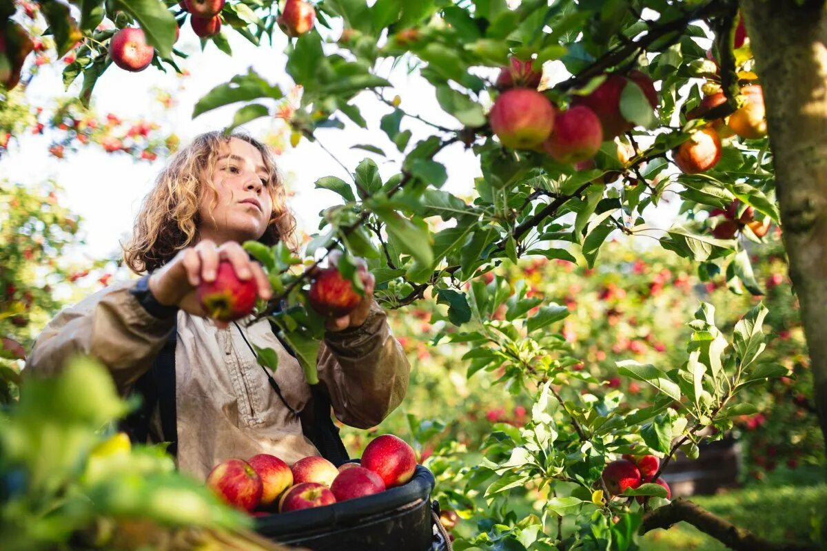 We are gathering apples in the garden
