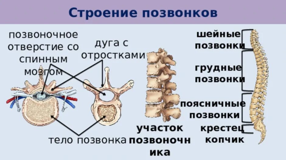 Тело позвонка размер. Строение позвоночника. Строение позвонка человека. Строение дуги позвонка. Поперечные отростки поясничных позвонков.