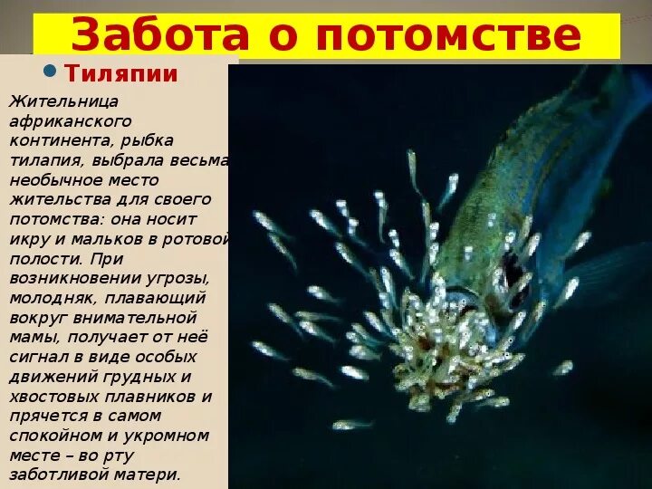 Забота о потомстве у рыб примеры. Способы заботы о потомстве у рыб. Пинагор забота о потомстве. Забота о потомстве. Забота о потомстве у рыб примеры.