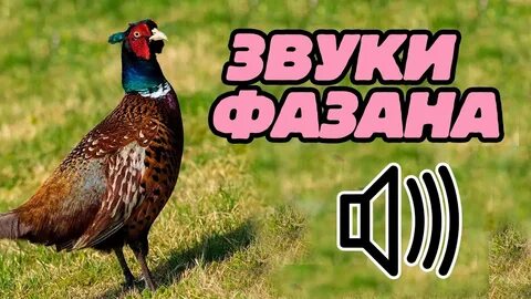 Крик фазана