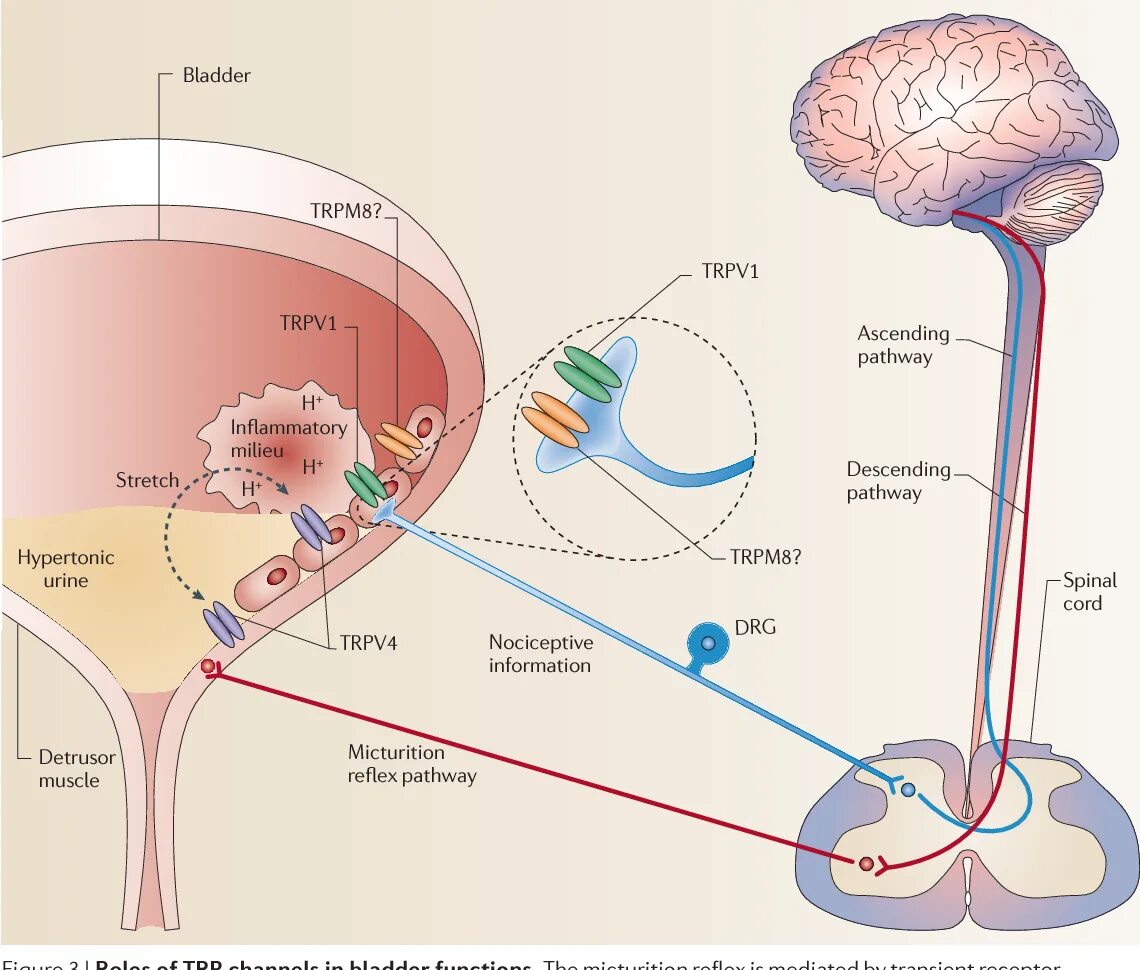 Центр рефлекса мочеиспускания. Мочевой пузырь регуляция мочеиспускания. Рецепторы мочевого пузыря схема. Дуга рефлекса мочевого пузыря. Рефлекторная дуга мочевого пузыря.
