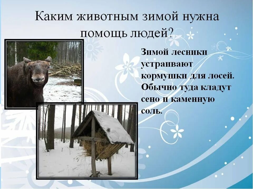Как зимой помочь птицам презентация 1