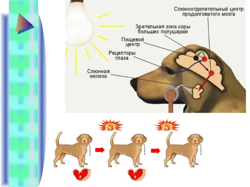 Безусловный рефлекс у собак. Собака Павлова условный рефлекс. Условные и безусловные рефлексы собака Павлова. Собака Павлова безусловный рефлекс. Опыт Павлова условный рефлекс.