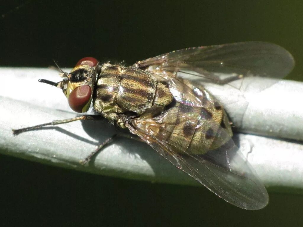 Муха жигалка. Осенняя жигалка Муха. Осенняя жигалка (Stomoxys Calcitrans).