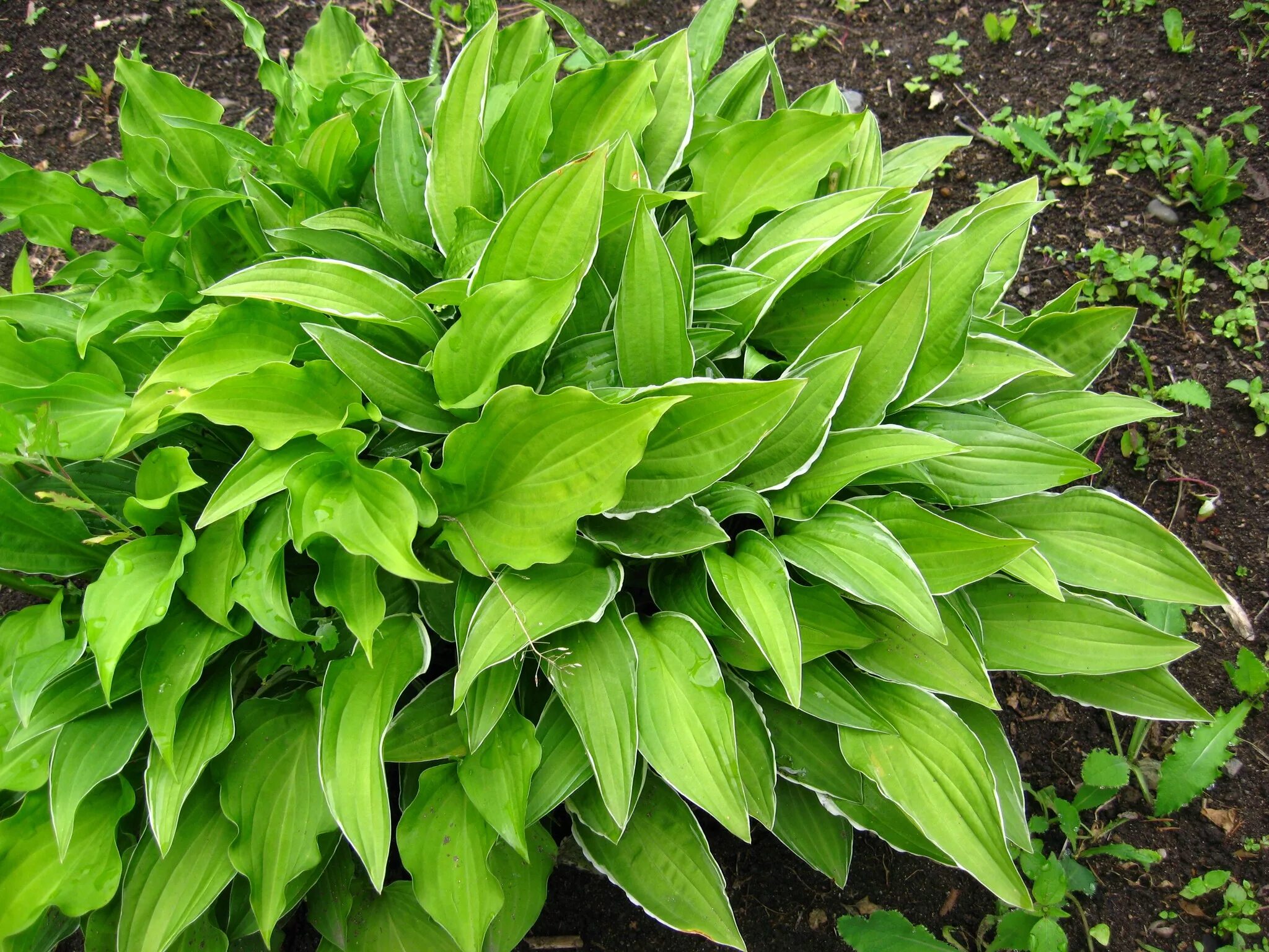 Хоста латынь. Hosta tratt. (хоста, функия). хоста ауреум макулата. хоста белоокаймленная. хоста гибридная (hosta hybride).