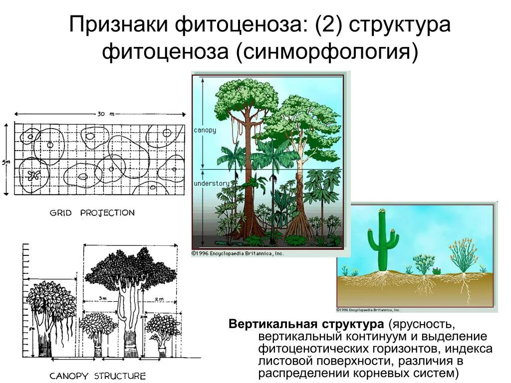 Структура растительного сообщества биология кратко. Ярусы фитоценоза 4 яруса. Ярусность фитоценоза. Структура лесного фитоценоза. В растительных сообществах ярусность у растений.
