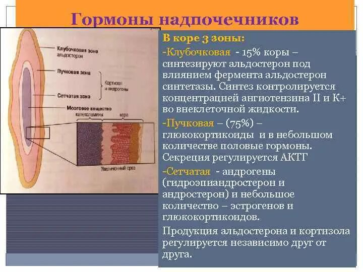 Надпочечники клубочковая зона пучковая зона. Клубочковая пучковая и сетчатая зоны коры надпочечников. Наружный слой коры надпочечников. Строение клубочковой зоны надпочечников.