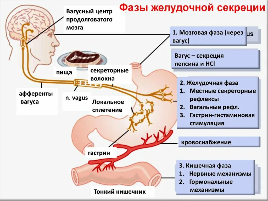 Фазы желудочной секреции. Желчная кислота в желудке. 1 Фаза желудочной секреции.