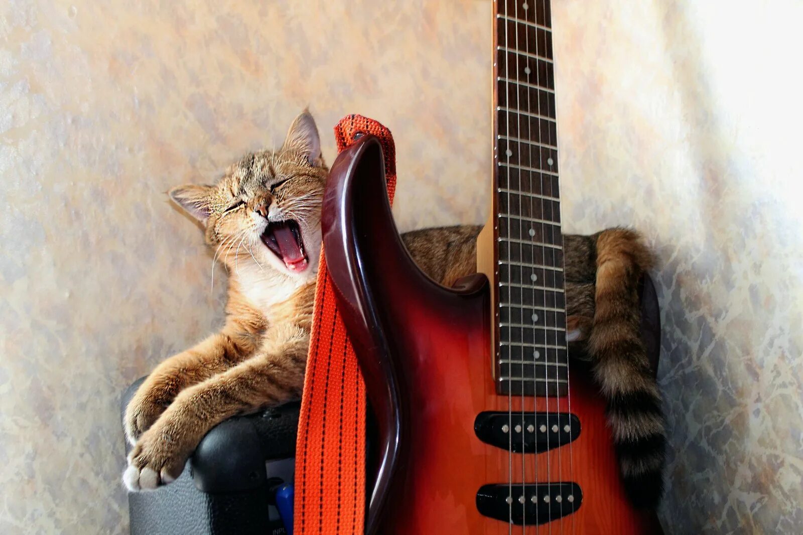 Кот с гитарой. Кот поет. Котята поют. Орать. Микро кот.