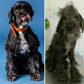 After dog