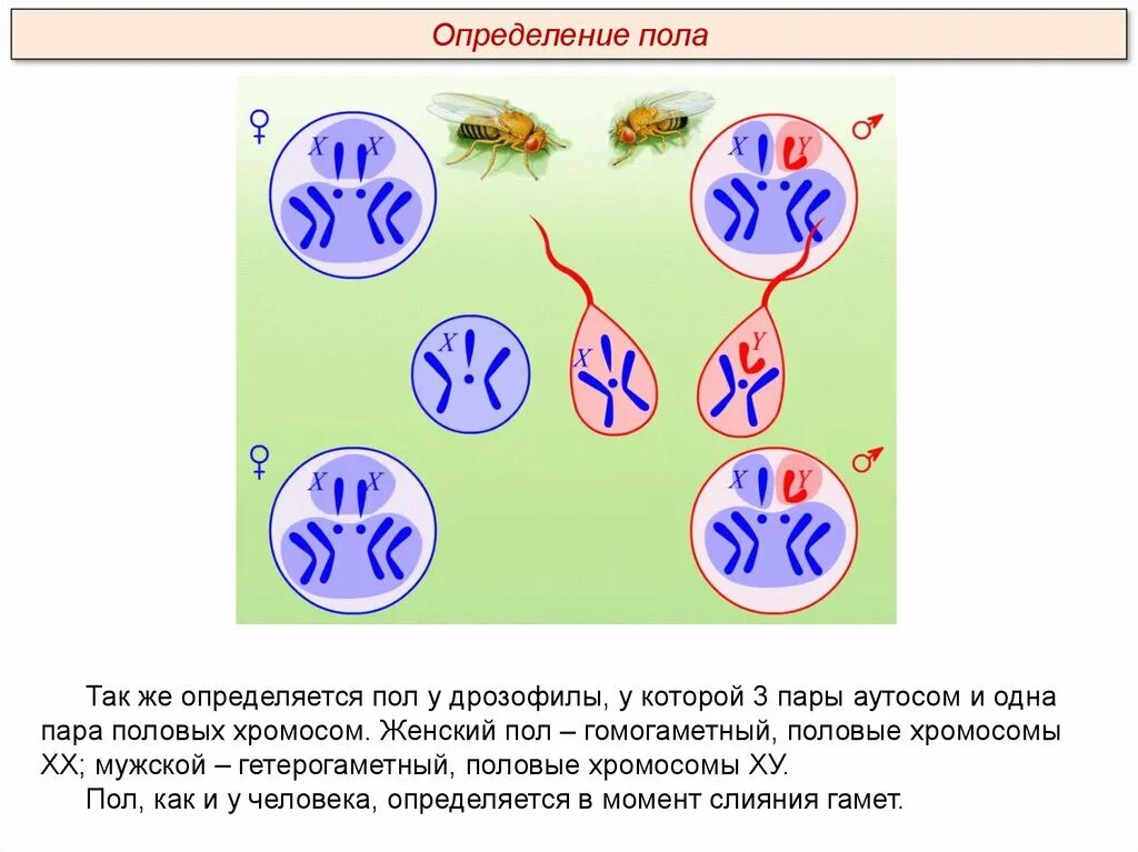 Сколько аутосом содержится у человека. Механизм определения пола у дрозофилы. Половые хромосомы дрозофилы. Гетерогаметный мужской пол у птиц. Хромосомное определение пола.