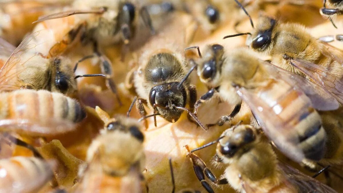 Страна меда 2. Женские особи пчел. Этапы развития пчелиного расплода. Пчеломатка развитие. Выставка пчел весной.