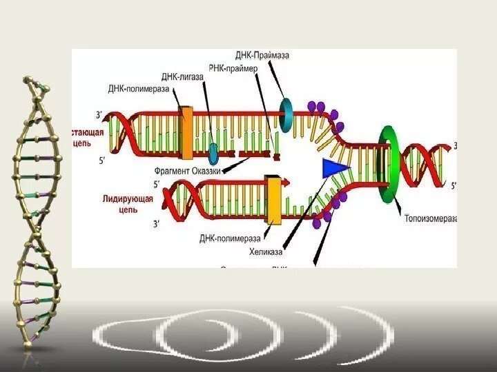 ДНК полимераза и ДНК праймаза. Репликация ДНК лигаза. Праймер ДНК. РНК праймер в репликации.