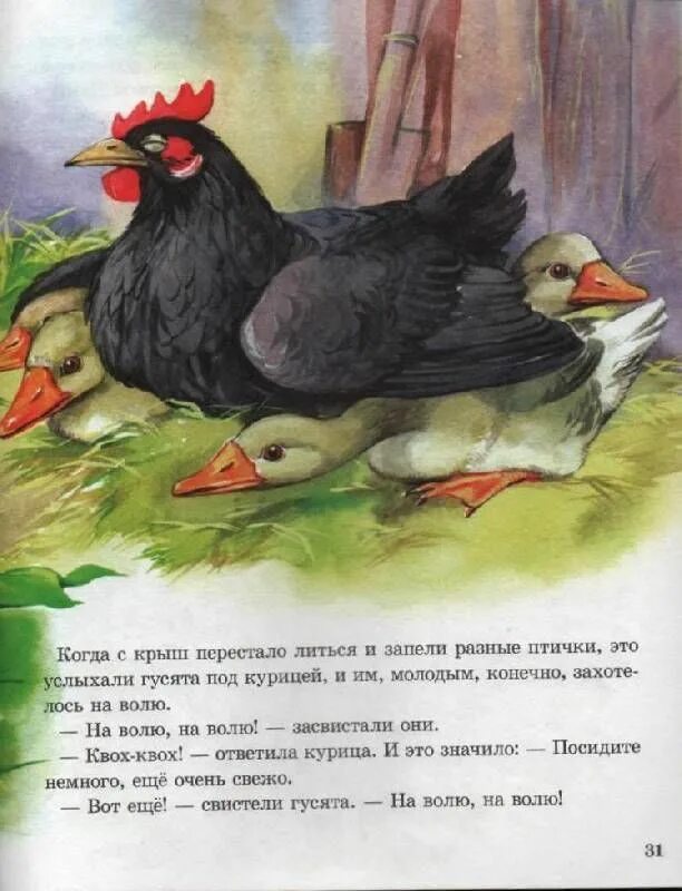 М м пришвин курица на столбах. М м пришвин курица на столбах. Рассказ курица на столбах пришвин. М м пришвин курица на столбах. Рассказ курица на столбах пришвин.
