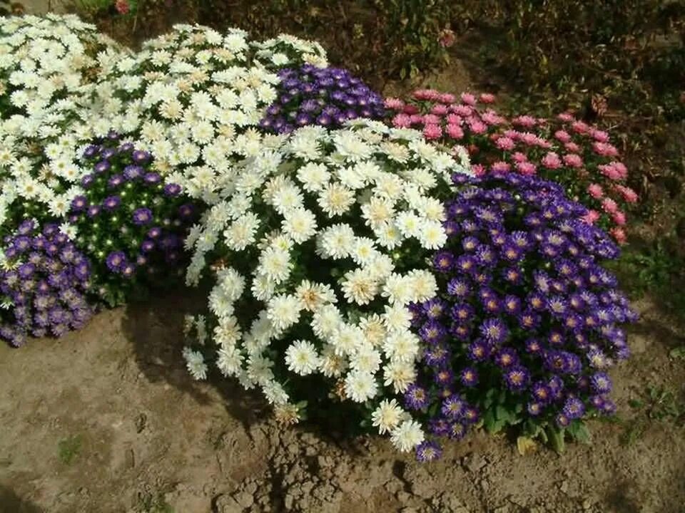 Низкорослые цветы многолетники названия