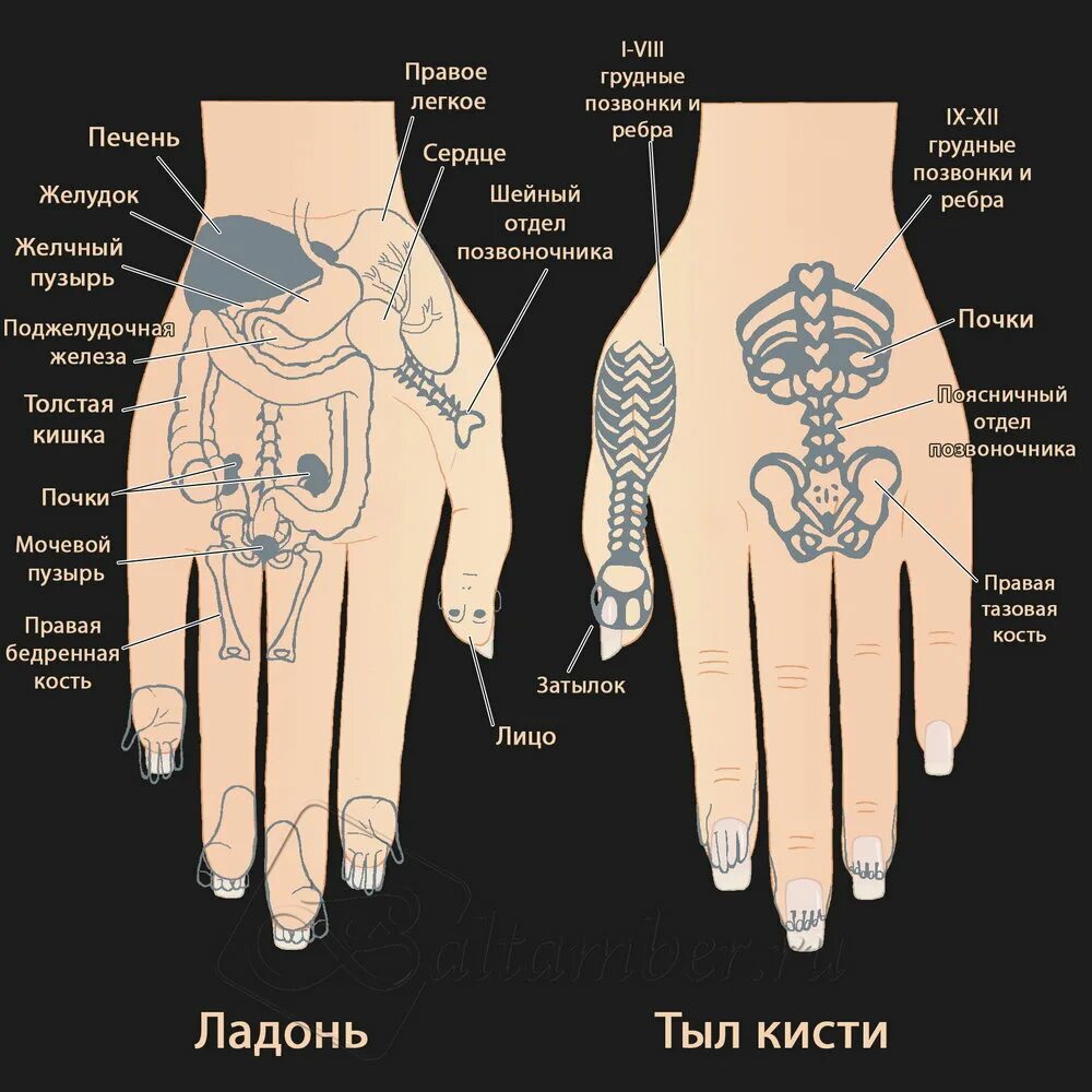 Китайская медицина руки. Су Джок проекция органов на ладони. Точки Су Джок точки точки. Точки Су Джок на кисти рук. Су Джок проекция печени.