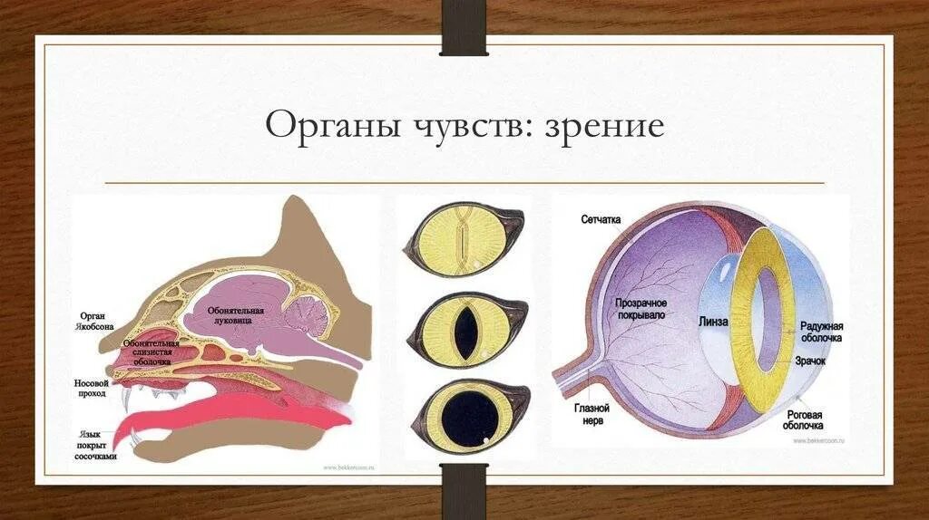 Органы чувств и вода. Органы чувств зрение. Органы чувств в искусстве.