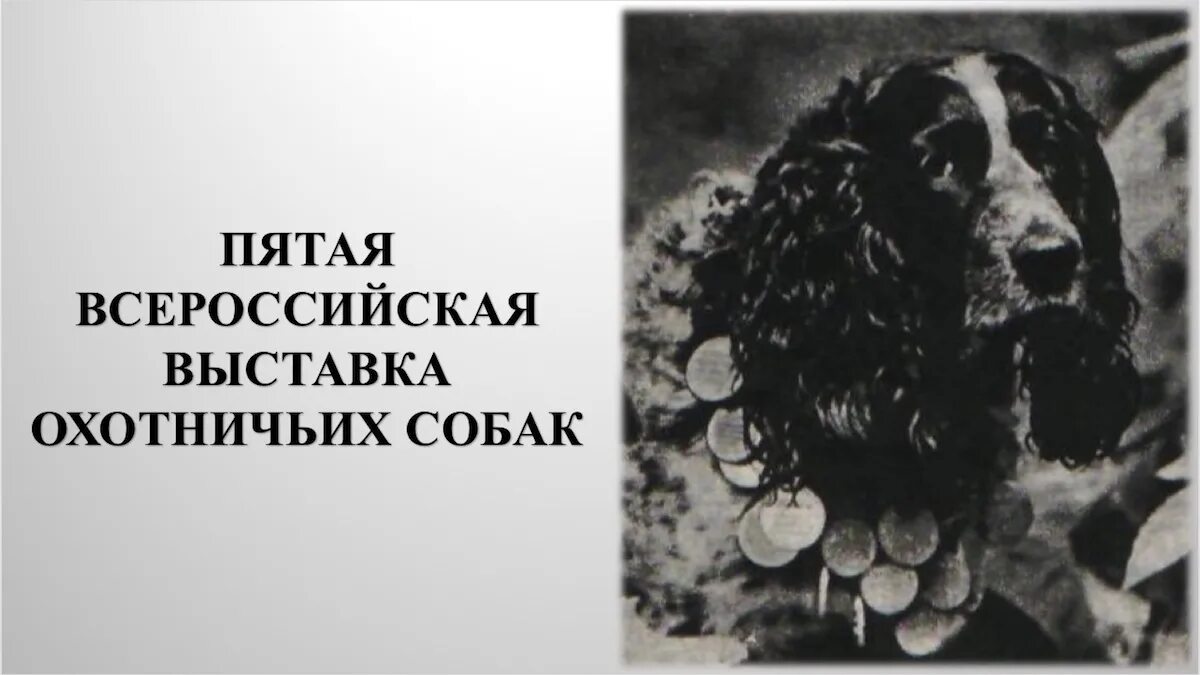 русский спаниель и легавая. большие охотничьи собаки. Resident evil village охотничьи псы. охотничьи собаки маленькие. дратхаар.