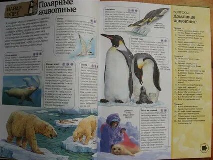 Полярные ответы на вопросы