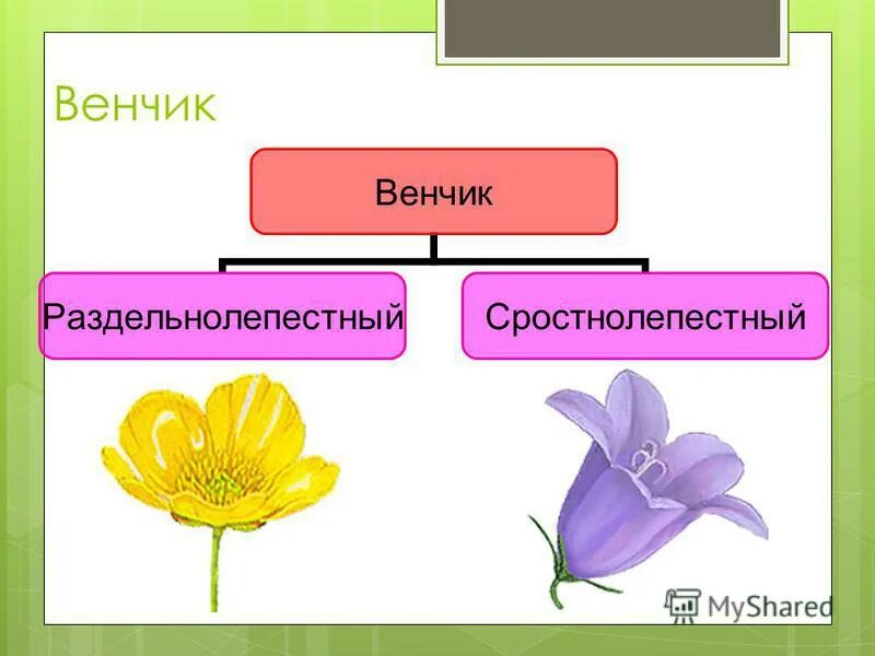 Сростнолепестный околоцветник. Сростнолепестный венчик цветка. Сростнолистный венчик. Сростнолепестный венчик цветка имеется у. Сростнолепестный венчик цветка имеется у.