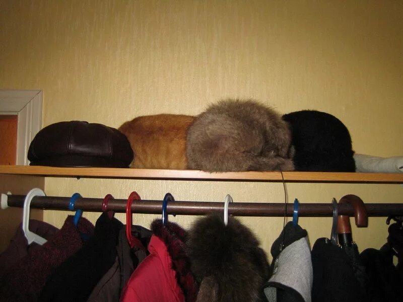Как найти кошку дома