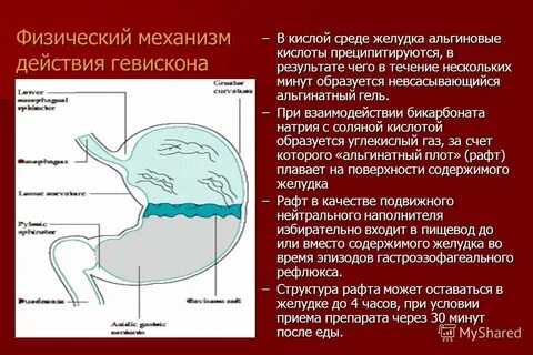 Какая рн среда в желудке