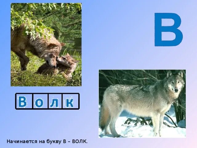 Буква в волк. Волк для азбуки. Алфавит буква в волк. Буква в волк в картинках.