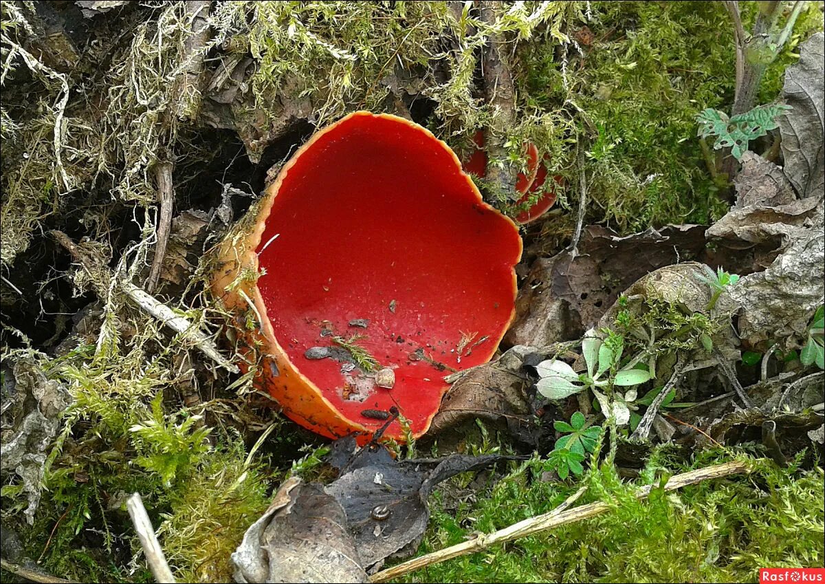 Саркоцифа. Саркосцифа алая Sarcoscypha coccinea. Саркосцифа Австрийская гриб. Саркосцифа киноварно-красная. Весенние грибы саркосцифа.