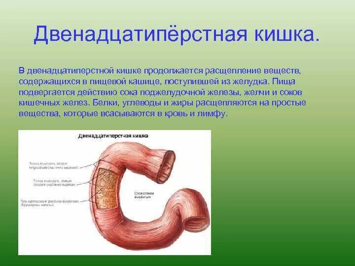 Пищеварение в двенадцатиперстной кишке. Что расщепляется в двенадцатиперстной кишке. Двенадцатиперстная кишка что расщепляет. Расщепление в двенадцатиперстной кишке.