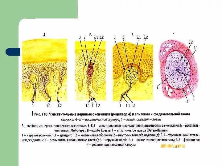 Свободные нервные окончания в эпителии кожи препарат. Нервная ткань нервные окончания гистология. Нервные окончания гистологический препарат. Тельца Мейснера гистология препарат. Пластинчатые тела