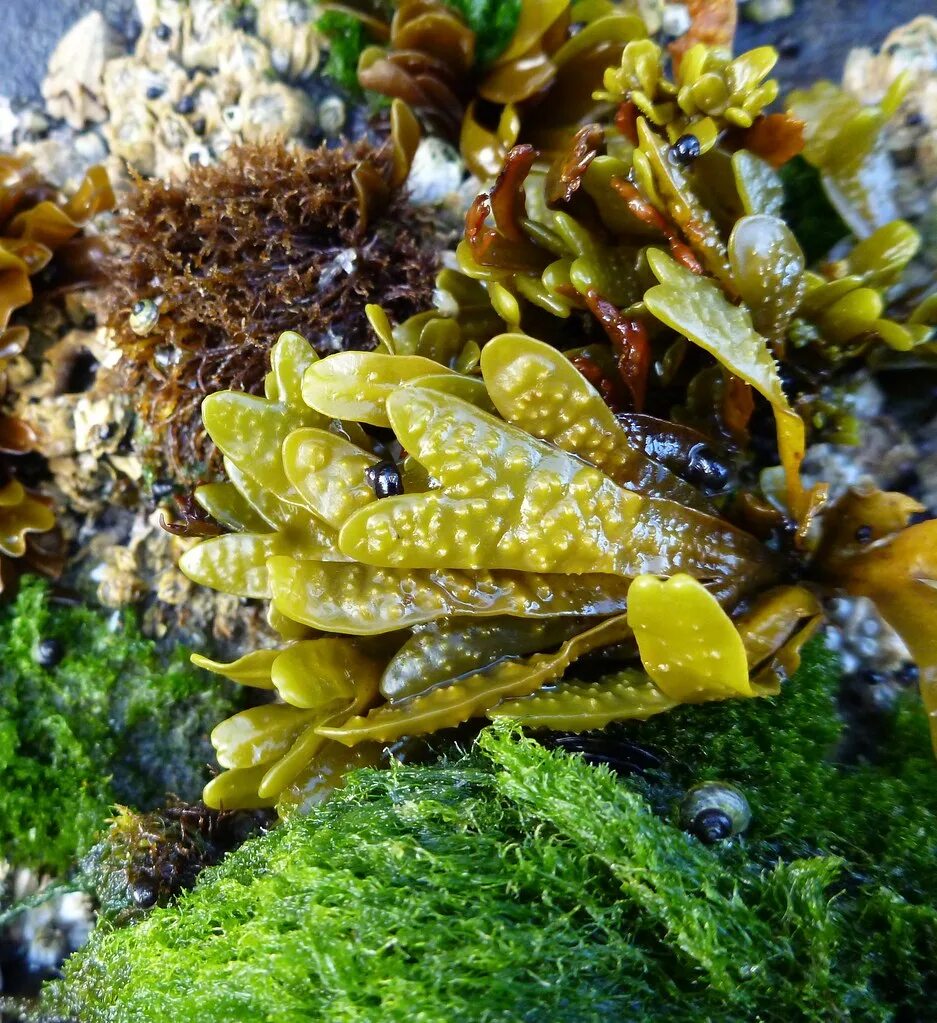 Водоросли фукус. Фукус и ламинария. Фукус пузырчатый. Бурые водоросли Fucus evanescens. Фукус бурые