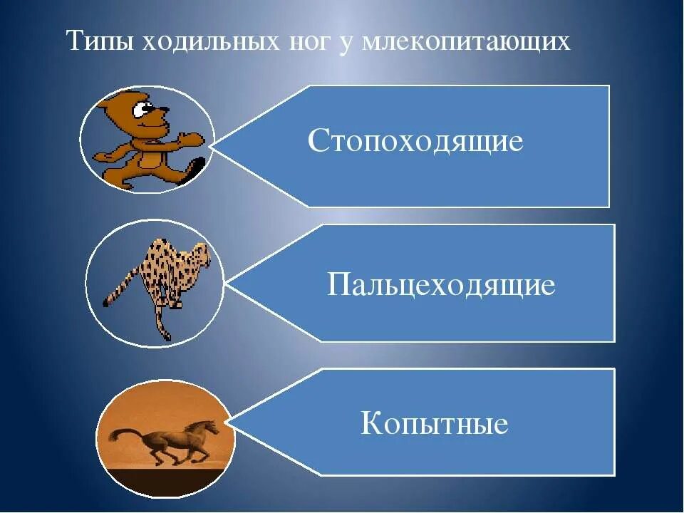 Способы передвижения организмов. Способы движения живых организмов. Способы движения животных биология. Движение биология 6 класс.