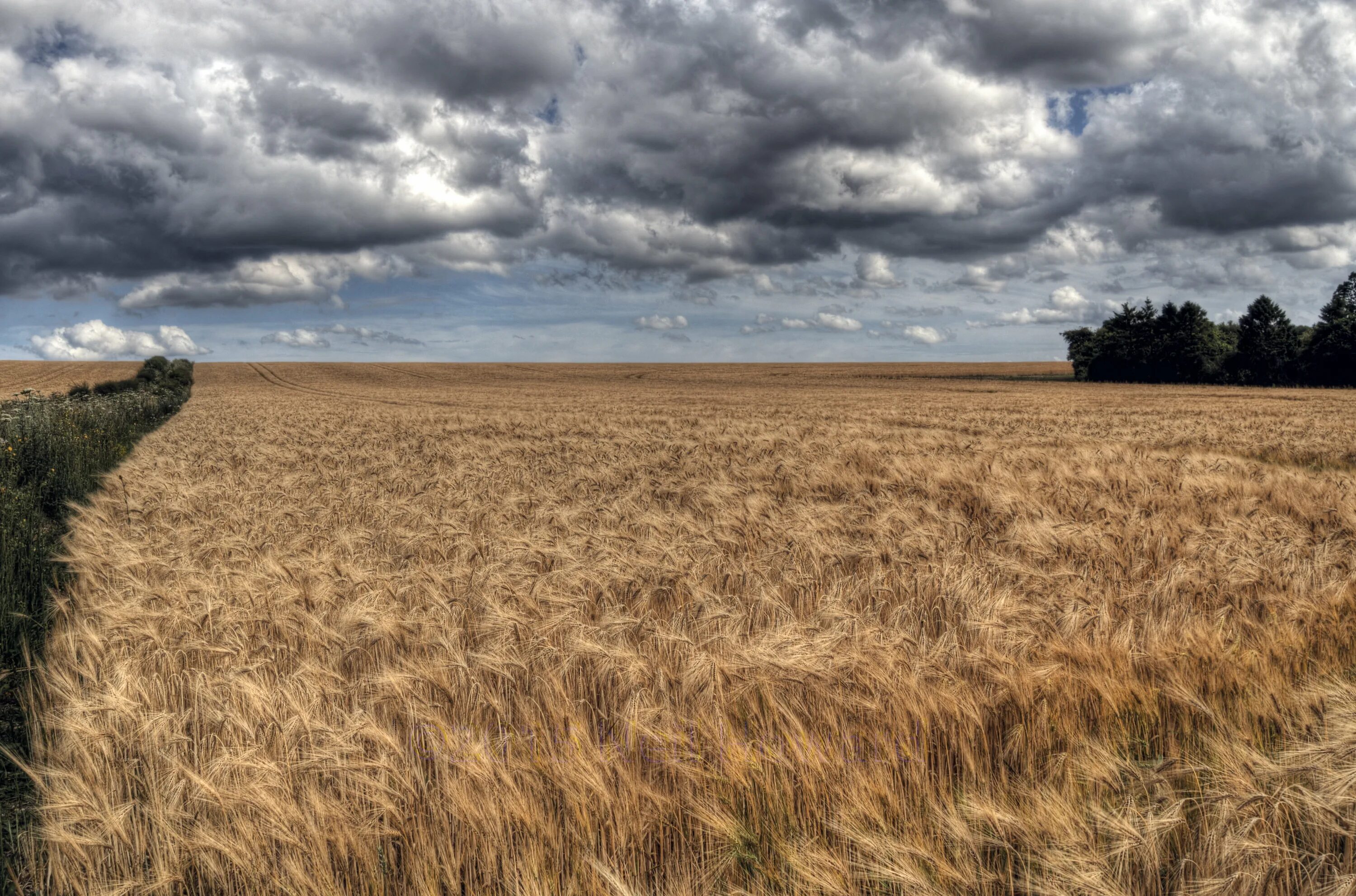 Насколько поле. Коричневое поле. Пшеничное поле пасмурное. Коричневое поле природа. Пшеница и небо пасмурное.
